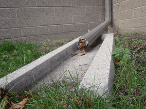 Blocked Gutter in Wisconsin